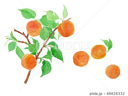 Prunus Armeniaca あんずの実と枝 水彩のイラスト素材