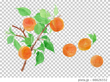 Prunus armeniaca あんずの実と枝　水彩 66626332
