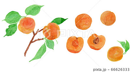 Prunus armeniaca あんずの実 水彩 Prunus armeniaca あんずの実 水彩 66626333