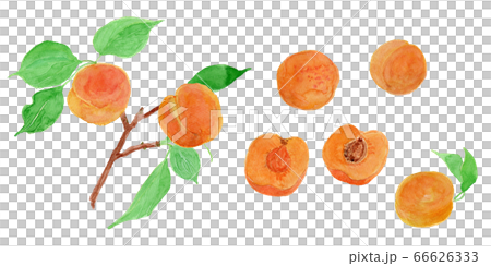 Prunus Armeniaca あんずの実 水彩のイラスト素材