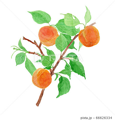 Prunus armeniaca あんずの枝 水彩 Prunus armeniaca あんずの枝 水彩 66626334