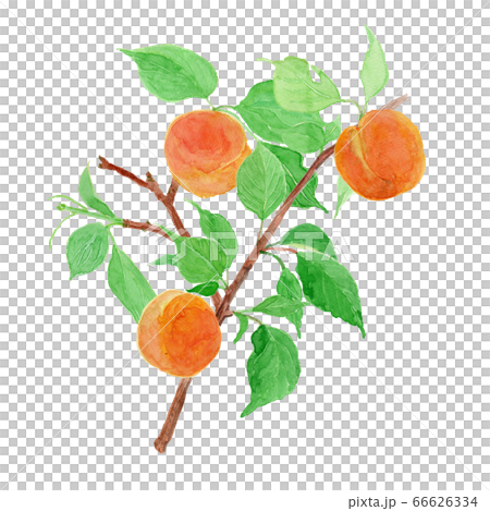 Prunus armeniaca あんずの枝 水彩 Prunus armeniaca あんずの枝 水彩 66626334