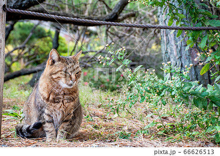 猫 66626513
