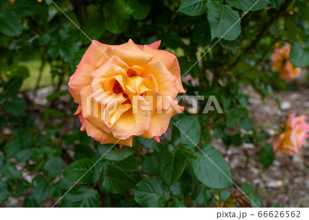 バラ モナリザ 札幌大通り公園 バラ モナリザ 札幌大通り公園 66626562