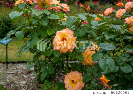 バラ　モナリザ　札幌大通り公園 66626565