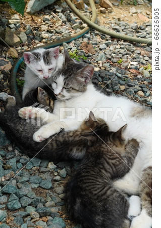授乳中の野良猫親子 66626905