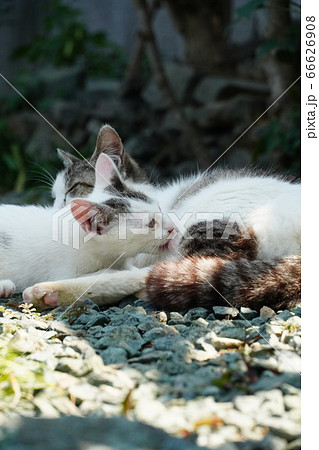 授乳中の野良猫親子 66626908