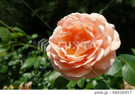 バラ　薔薇　ばら 66626957