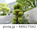 国営明石海峡公園の植物でつくられたうさぎ 66627042