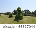 国営明石海峡公園のかわいいあひる 66627044