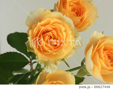 バラピーチ左から1 66627446