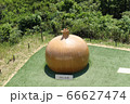 淡路島名物のおっ玉葱を上から 66627474