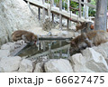 淡路島モンキーセンターで水を飲む猿 66627475
