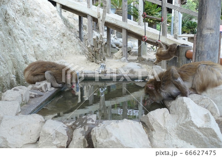 淡路島モンキーセンターで水を飲む猿の写真素材