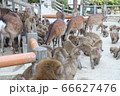 淡路島モンキーセンターの猿と鹿 66627476