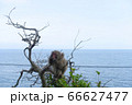 淡路島モンキーセンターの猿と水平線 66627477