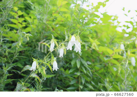 ホタルブクロの花 66627560