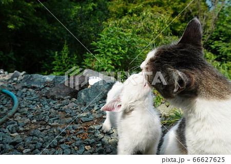 野良猫の親子のスキンシップ 66627625