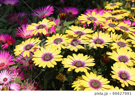 黄色と赤紫のガザニアの花の写真素材