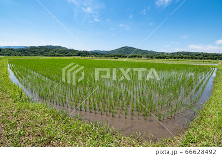 里山の夏 梅雨の晴れ間の水田と山の緑　d-1 66628492