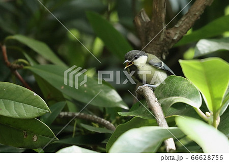 シジュウカラ 66628756