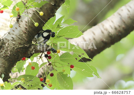 シジュウカラ 66628757