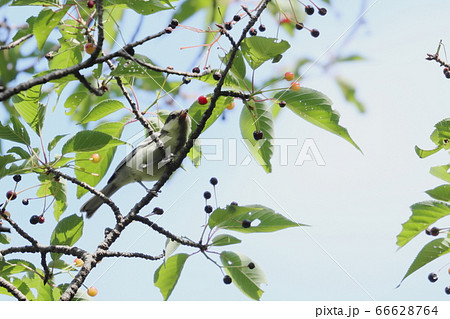 シジュウカラ 66628764