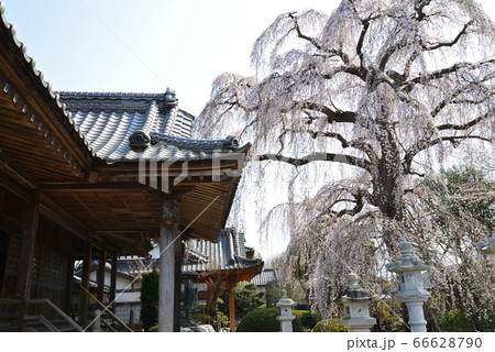 阿弥陀寺のしだれ桜　＃41 66628790