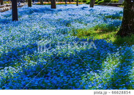 ネモフィラ咲く春の日比谷公園 東京 ネモフィラ咲く春の日比谷公園 東京 66628854
