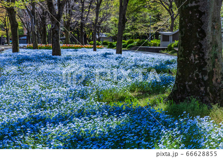 ネモフィラ咲く春の日比谷公園 東京 ネモフィラ咲く春の日比谷公園 東京 66628855