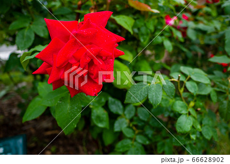 バラ 宴 utage 札幌大通り公園 バラ 宴 utage 札幌大通り公園 66628902