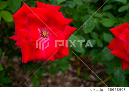 バラ　宴　utage 札幌大通り公園 66628903