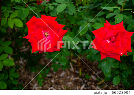 バラ　宴　utage 札幌大通り公園 66628904