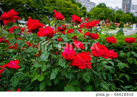 バラ 宴 utage 札幌大通り公園 バラ 宴 utage 札幌大通り公園 66628916