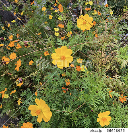 キバナコスモス キバナコスモス 66628926