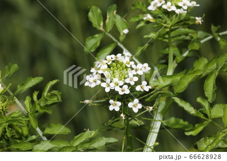 クレソンの花 クレソンの花 66628928