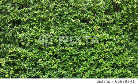 Details of the nature  66629241