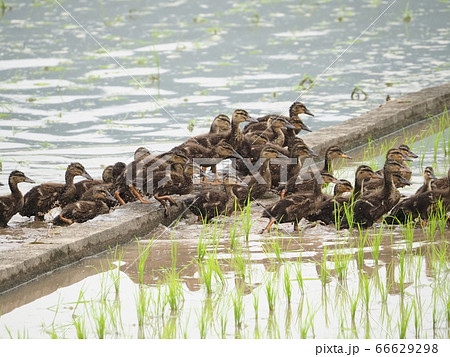 6月の田んぼで働く合鴨 66629298