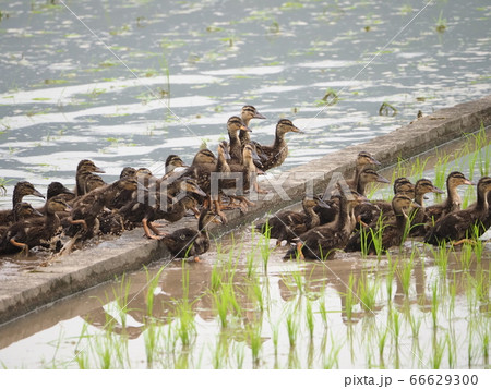 6月の田んぼで働く合鴨 66629300