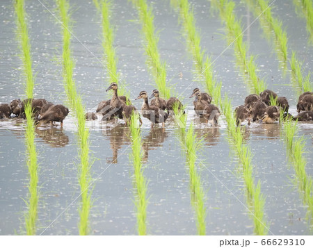 6月の田んぼで働く合鴨 66629310