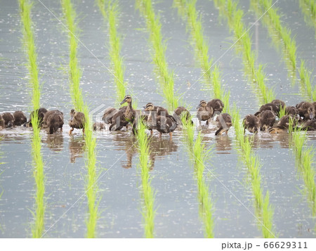 6月の田んぼで働く合鴨 66629311