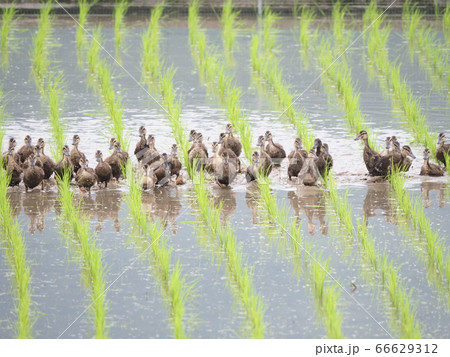 6月の田んぼで働く合鴨 66629312