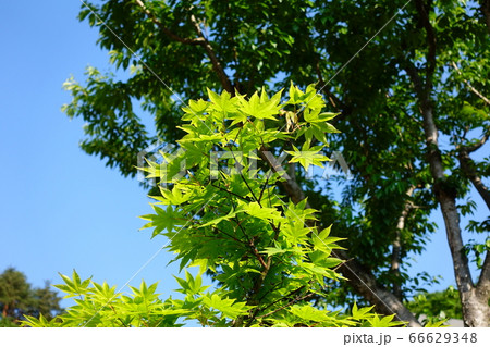新緑 66629348