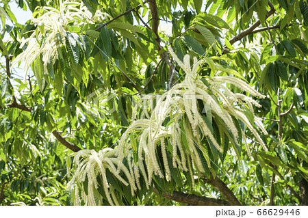 栗畑に咲く初夏の栗の花 栗畑に咲く初夏の栗の花 66629446