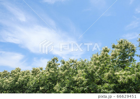 栗畑に咲く初夏の栗の花 栗畑に咲く初夏の栗の花 66629451