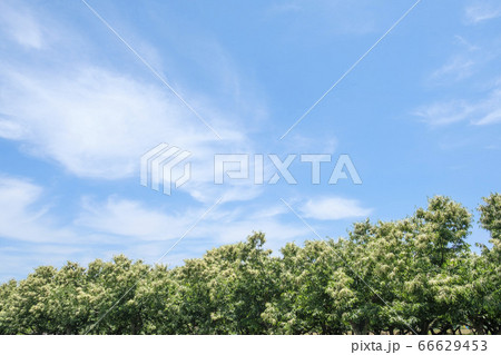 栗畑に咲く初夏の栗の花　 66629453