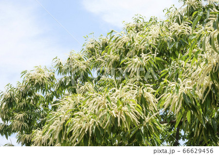 栗畑に咲く初夏の栗の花 栗畑に咲く初夏の栗の花 66629456