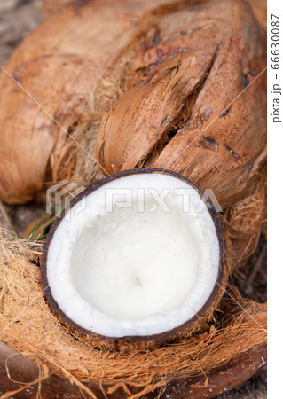 ココナッツ ココナッツ 66630087