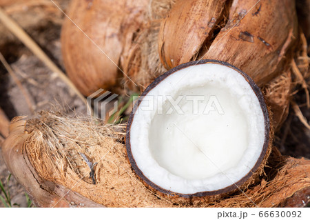 ココナッツ 66630092