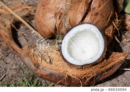 ココナッツ 66630094